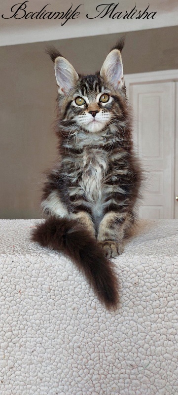 Bodiamlife Martisha - Kitten maine-coon 3 months 1 week