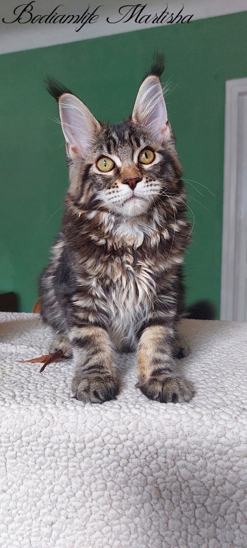 Bodiamlife Martisha - Kitten maine-coon 4 months 3 weeks
