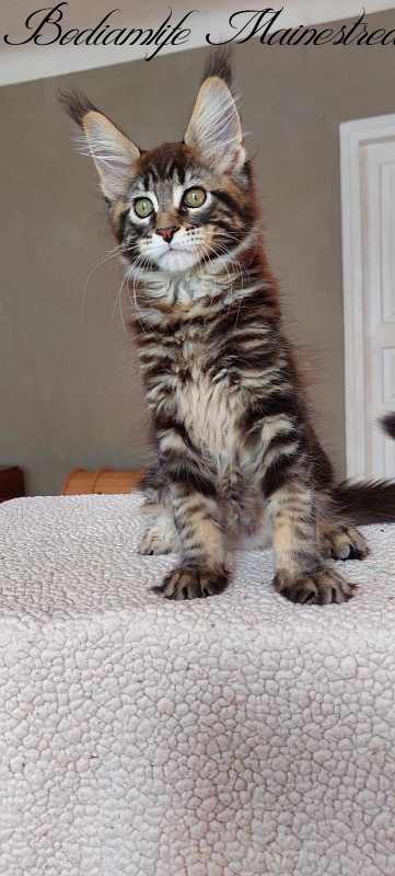Bodiamlife Mainestream - Kitten maine-coon 3 months 0.5 weeks