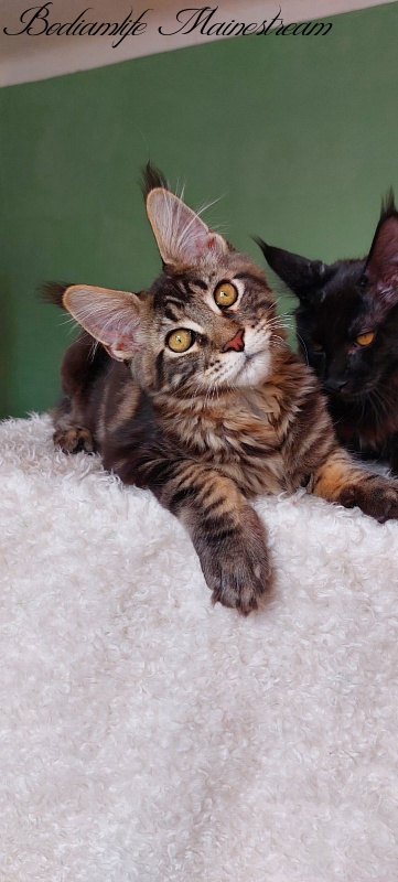 Bodiamlife Mainestream - Kitten maine-coon 4 months 3 weeks