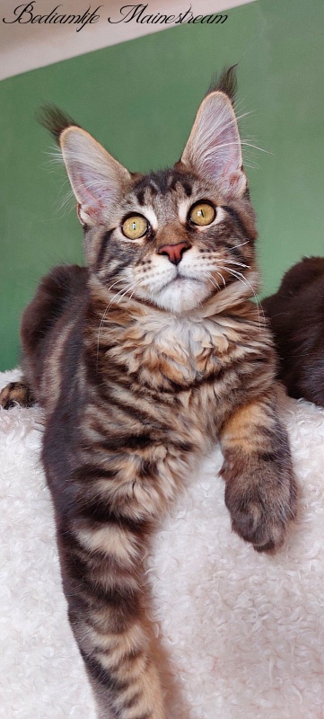 Bodiamlife Mainestream - Kitten maine-coon 4 months 3 weeks
