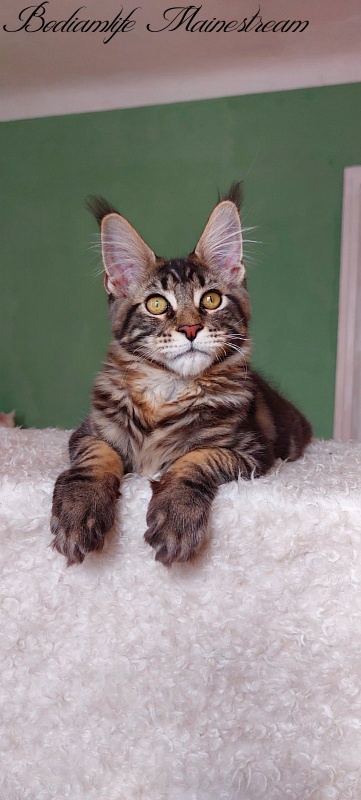Bodiamlife Mainestream - Kitten maine-coon 4 months 3 weeks