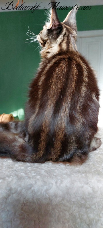Bodiamlife Mainestream - Kitten maine-coon 6 months 2.5 weeks