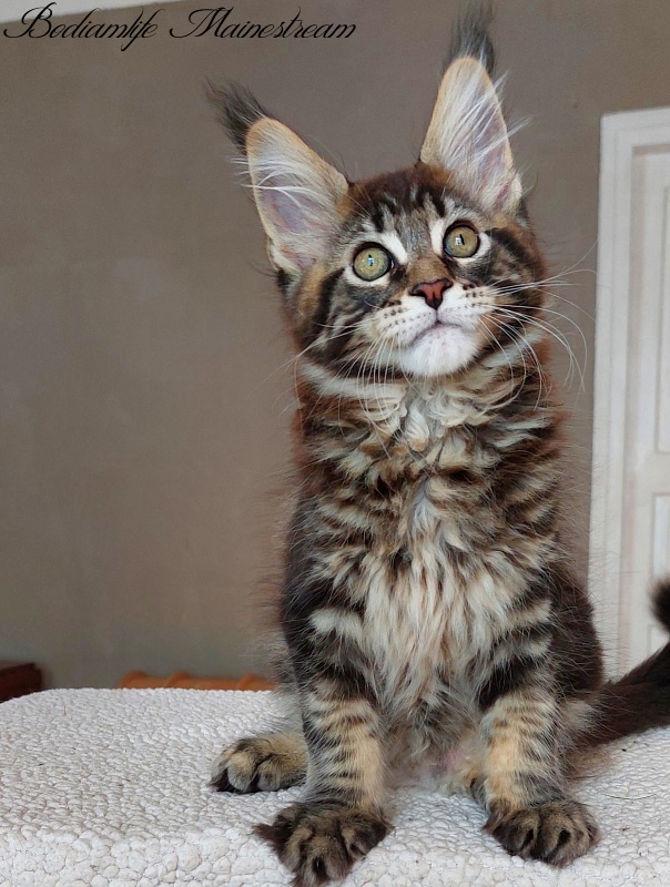 Bodiamlife Mainestream - Kitten maine-coon 3 months 0.5 weeks