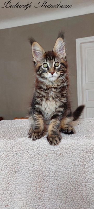 Bodiamlife Mainestream - Kitten maine-coon 3 months 0.5 weeks