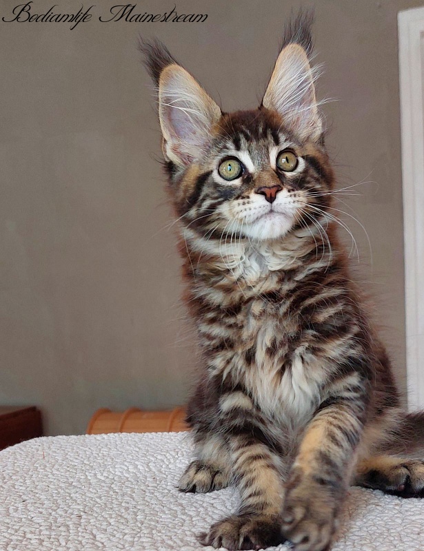 Bodiamlife Mainestream - Kitten maine-coon 3 months 0.5 weeks