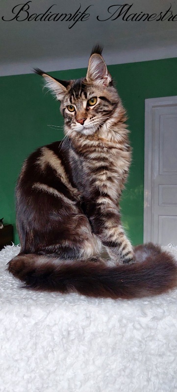 Bodiamlife Mainestream - Kitten maine-coon 6 months 2.5 weeks