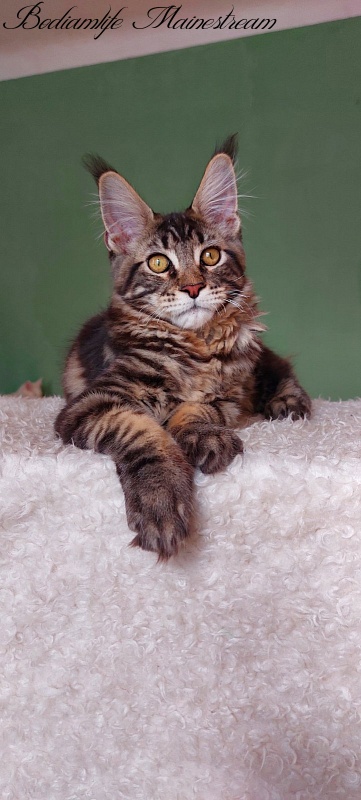 Bodiamlife Mainestream - Kitten maine-coon 4 months 3 weeks