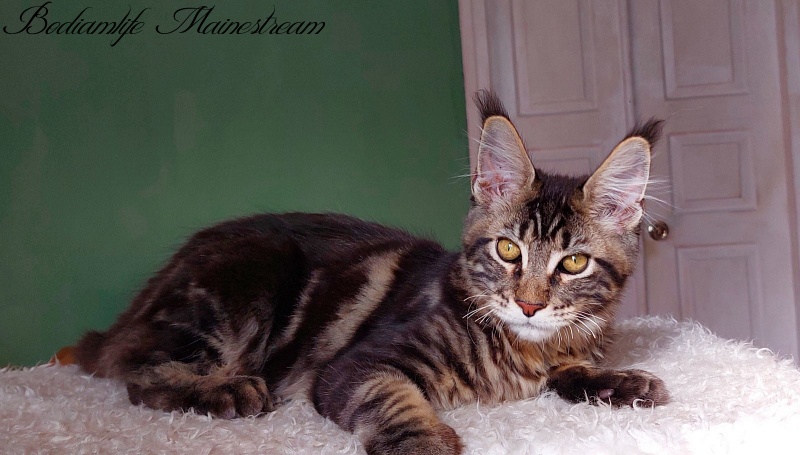 Bodiamlife Mainestream - Kitten maine-coon 4 months 3 weeks
