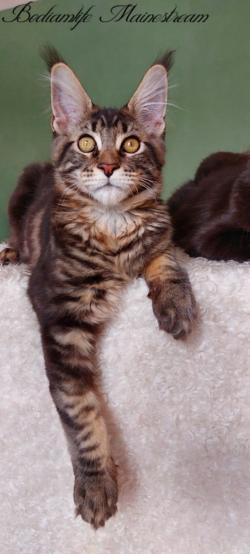 Bodiamlife Mainestream - Kitten maine-coon 4 months 3 weeks