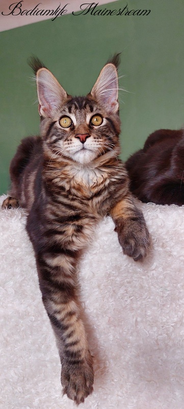 Bodiamlife Mainestream - Kitten maine-coon 4 months 3 weeks