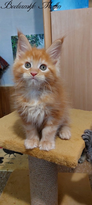 Bodiamlife Muffin - Котенок мейн-кун 2 месяца