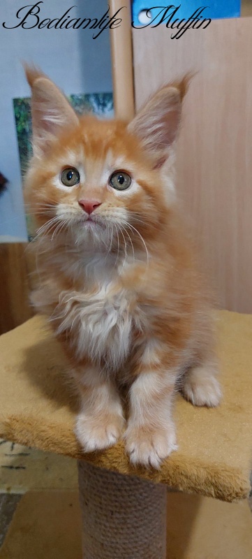 Bodiamlife Muffin - Котенок мейн-кун 2 месяца