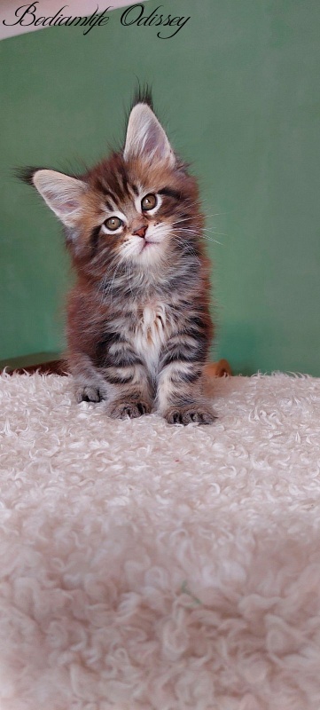 Bodiamlife Odissey - Kitten maine-coon 1 month 3.5 weeks