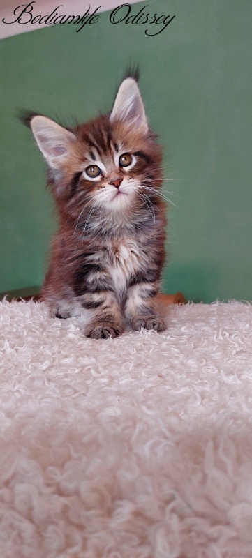 Bodiamlife Odissey - Kitten maine-coon 1 month 3.5 weeks