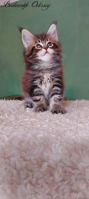 Bodiamlife Odissey - Kitten maine-coon 1 month 3.5 weeks
