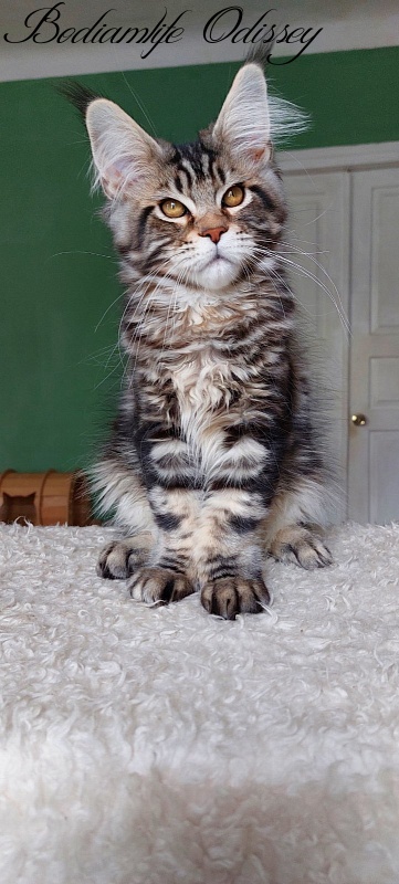 Bodiamlife Odissey - Kitten maine-coon 4 months
