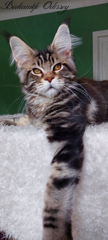 Bodiamlife Odissey - Kitten maine-coon 4 months