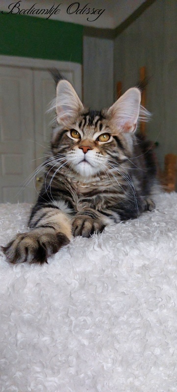 Bodiamlife Odissey - Kitten maine-coon 4 months