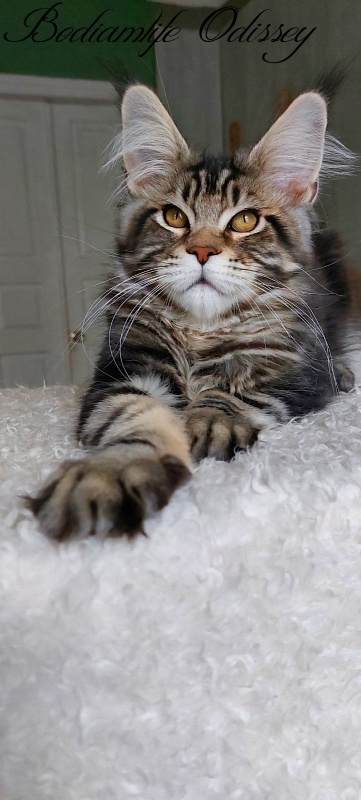 Bodiamlife Odissey - Kitten maine-coon 4 months
