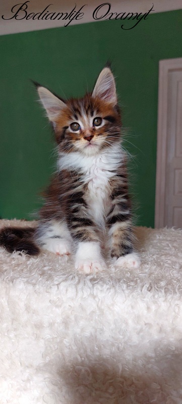 Bodiamlife Oxamyt - Kitten maine-coon 1 month 3.5 weeks