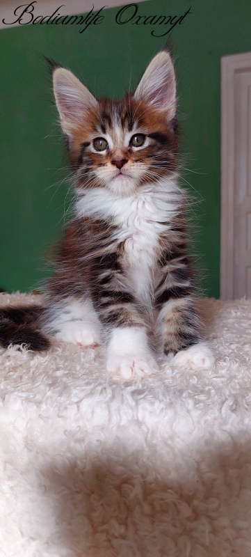Bodiamlife Oxamyt - Kitten maine-coon 1 month 3.5 weeks