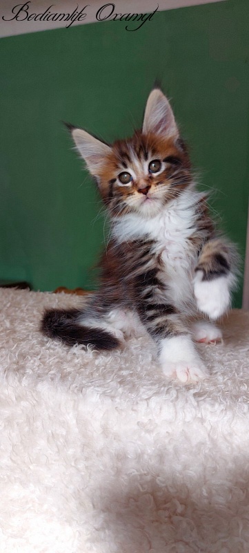 Bodiamlife Oxamyt - Kitten maine-coon 1 month 3.5 weeks