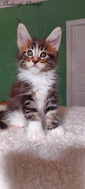 Bodiamlife Oxamyt - Kitten maine-coon 1 month 3.5 weeks