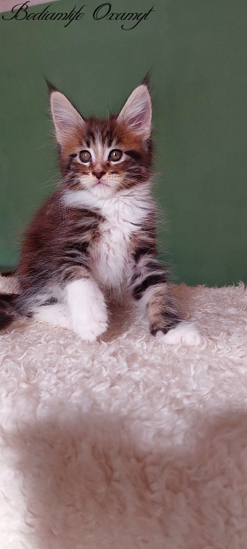 Bodiamlife Oxamyt - Kitten maine-coon 1 month 3.5 weeks