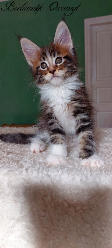 Bodiamlife Oxamyt - Kitten maine-coon 1 month 3.5 weeks