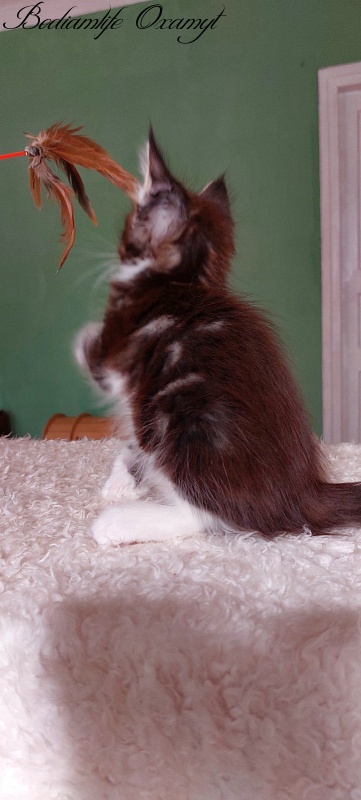 Bodiamlife Oxamyt - Kitten maine-coon 1 month 3.5 weeks