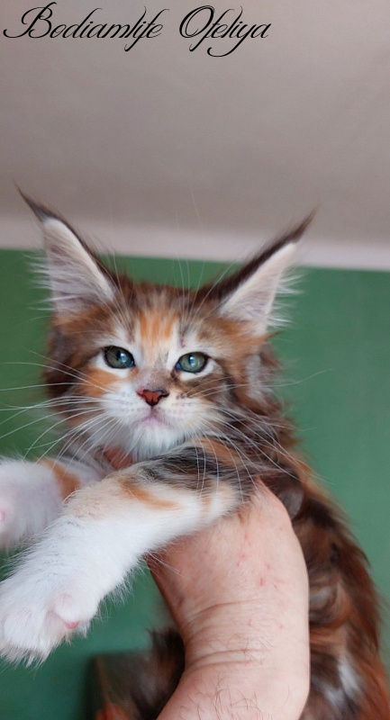 Bodiamlife Ofeliya - Kitten maine-coon 1 month 3.5 weeks