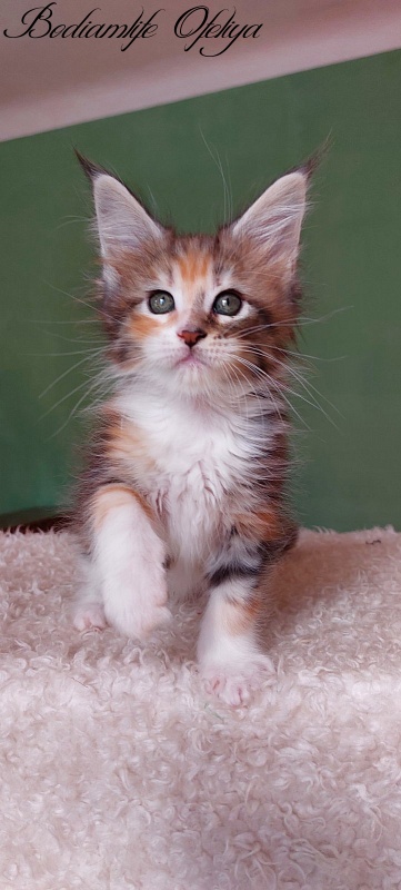 Bodiamlife Ofeliya - Kitten maine-coon 1 month 3.5 weeks