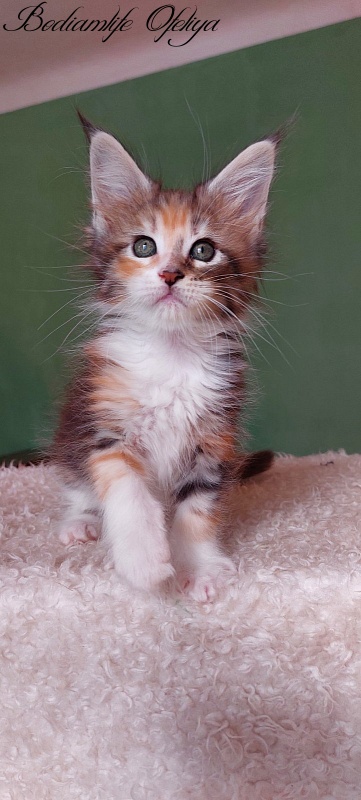 Bodiamlife Ofeliya - Kitten maine-coon 1 month 3.5 weeks