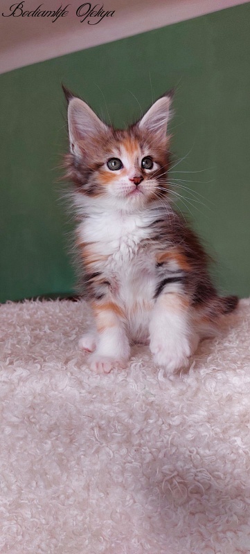 Bodiamlife Ofeliya - Kitten maine-coon 1 month 3.5 weeks