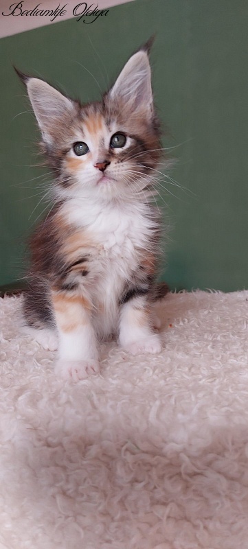 Bodiamlife Ofeliya - Kitten maine-coon 1 month 3.5 weeks