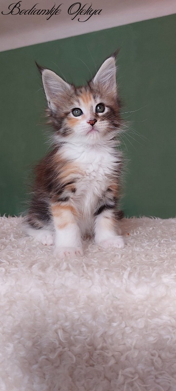 Bodiamlife Ofeliya - Kitten maine-coon 1 month 3.5 weeks
