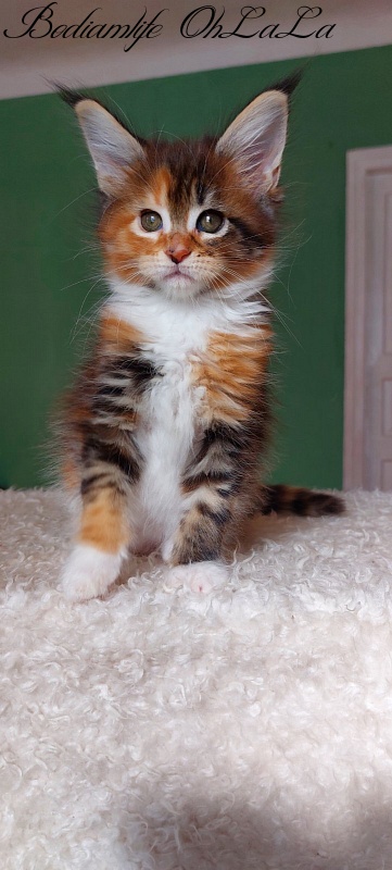 Bodiamlife OhLaLa - Kitten maine-coon 1 month 3.5 weeks