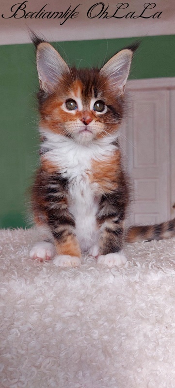 Bodiamlife OhLaLa - Kitten maine-coon 1 month 3.5 weeks