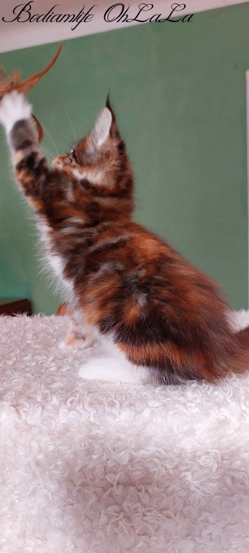 Bodiamlife OhLaLa - Kitten maine-coon 1 month 3.5 weeks