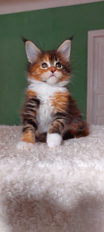 Bodiamlife OhLaLa - Kitten maine-coon 1 month 3.5 weeks