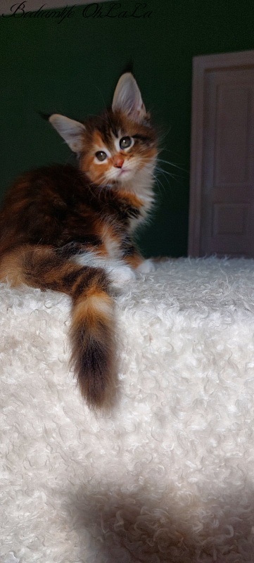 Bodiamlife OhLaLa - Kitten maine-coon 1 month 3.5 weeks