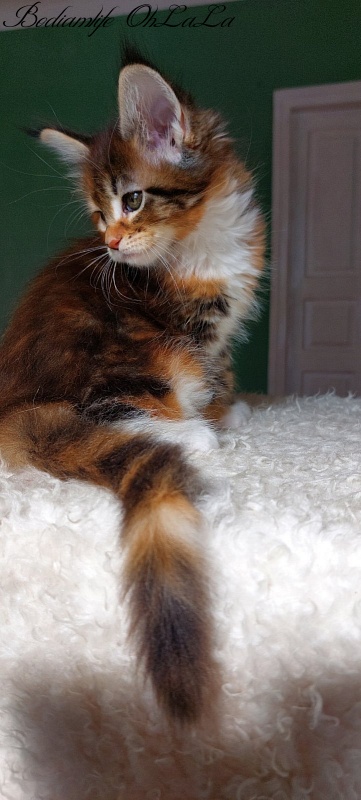 Bodiamlife OhLaLa - Kitten maine-coon 1 month 3.5 weeks