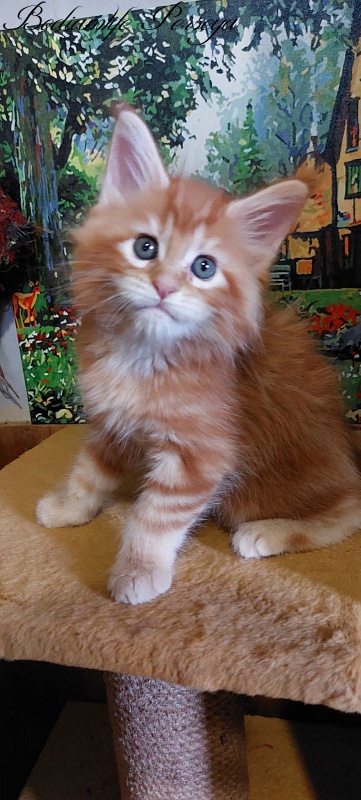 Bodiamlife Perseya - Kitten maine-coon 1 month 2.5 weeks