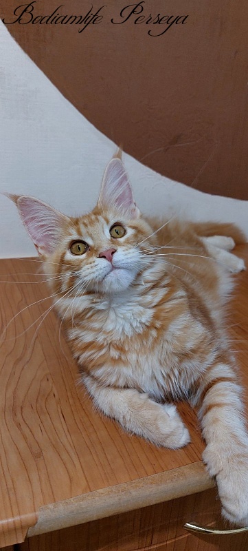 Bodiamlife Perseya - Kitten maine-coon 4 months 3 weeks