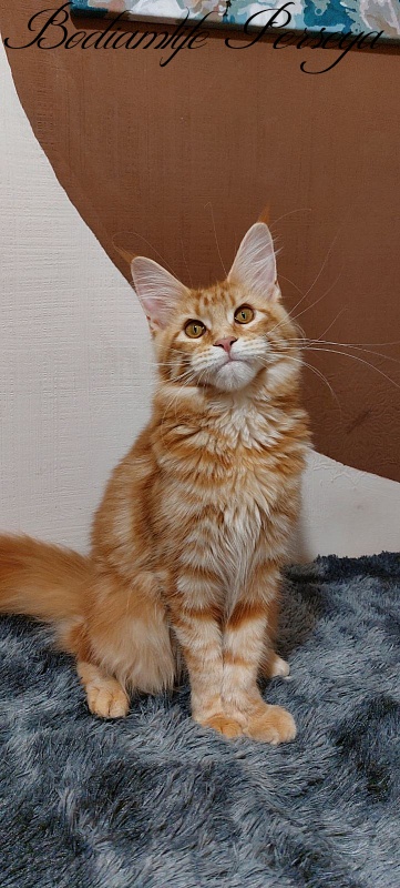 Bodiamlife Perseya - Kitten maine-coon 5 months 4 weeks