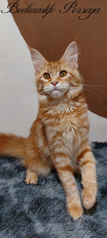 Bodiamlife Perseya - Kitten maine-coon 5 months 4 weeks