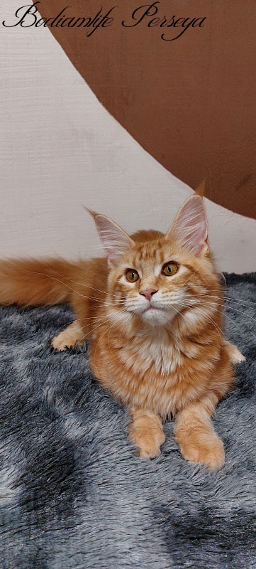 Bodiamlife Perseya - Kitten maine-coon 5 months 4 weeks