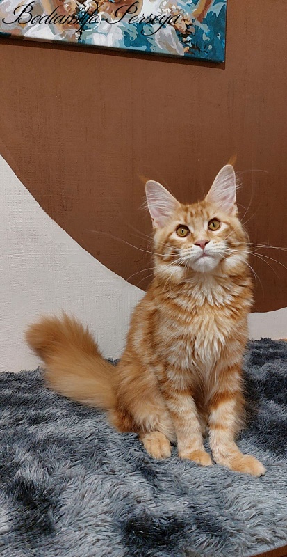 Bodiamlife Perseya - Kitten maine-coon 5 months 4 weeks