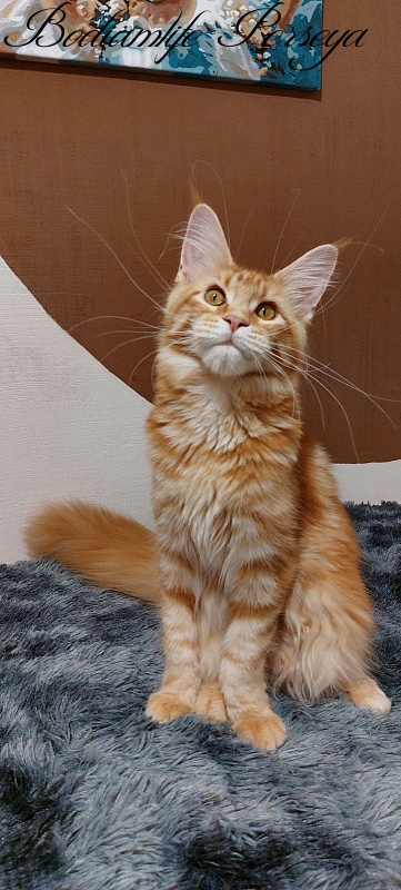 Bodiamlife Perseya - Kitten maine-coon 5 months 4 weeks